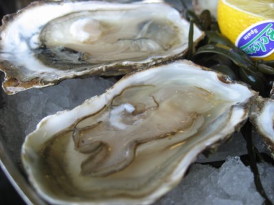 dutch oysters