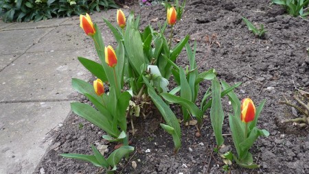 Stresa Kaufmanniana Tulip Stresa Kaufmanniana Tulip