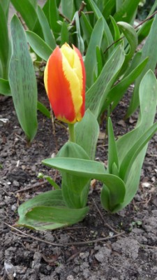 Stresa Kaufmanniana Tulip