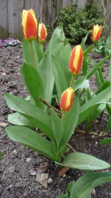 Stresa Kaufmanniana Tulip Stresa Kaufmanniana Tulip