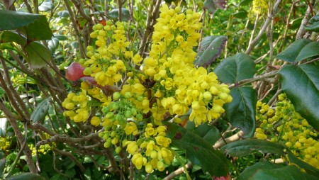 Yellow Flowering Shrub Yellow Flowering Shrub