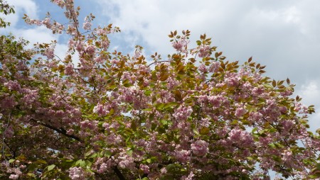 Cherry Blossom in the Netherlands