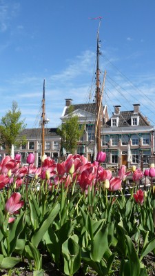Late Tulips