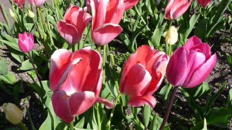 Late Tulips