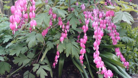 bleeding heart flower