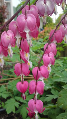 bleeding heart flower