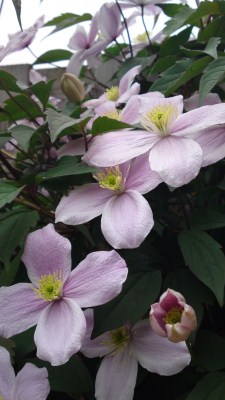 clematis montana