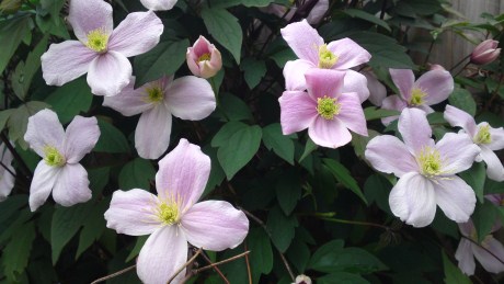 clematis montana