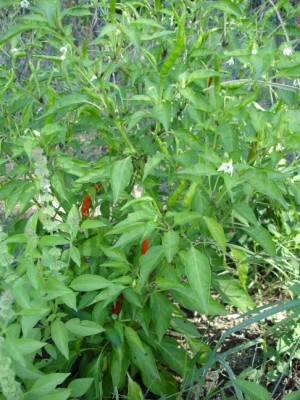 Chili Pepper in Lao garden