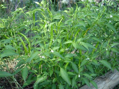 lao garden - chili pepper