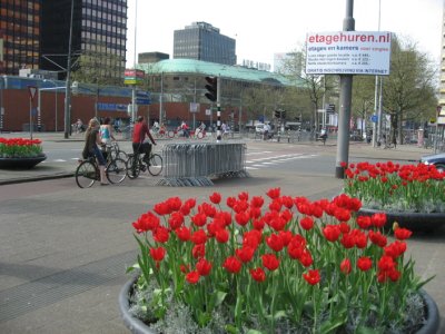 Tulips in Rotterdam