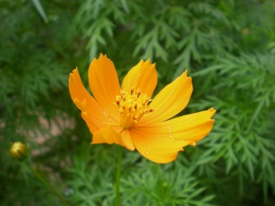 flower in Pakse
