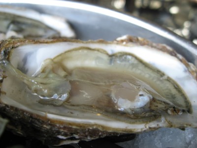 dutch oysters