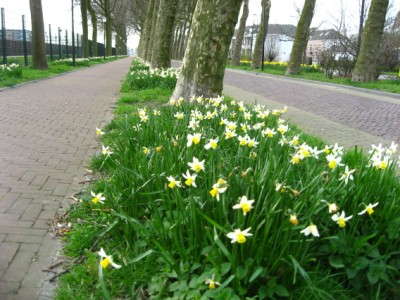 spring flowers in the Netherlands