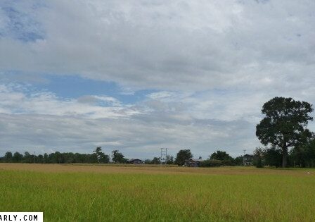 Rice Paddy in Pakse
