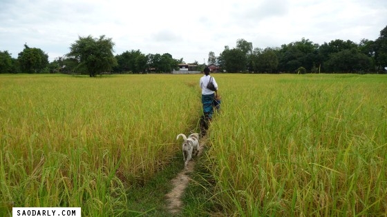 Rice Paddy in Pakse