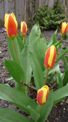 Stresa Kaufmanniana Tulip