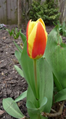 Stresa Kaufmanniana Tulip