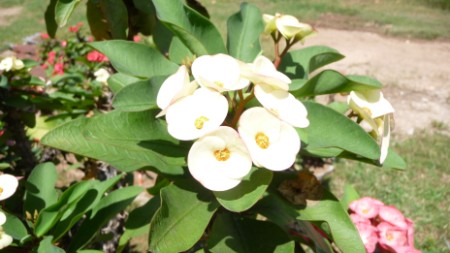 Euphorbia milli 
