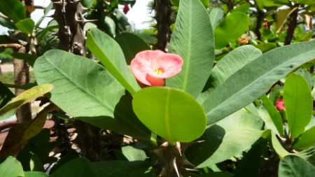 Euphorbia milli 