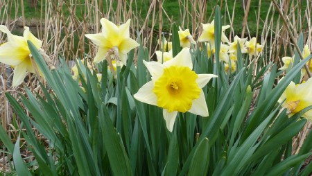 Narcissus flower 
