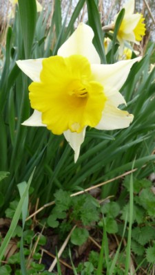 Narcissus flower 