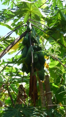 papaya tree