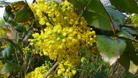 Yellow Flowering Shrub