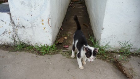 A cat at Wat Keopa
