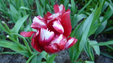 Tulip at Keukenhof