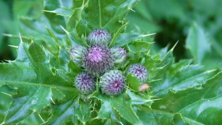 Purple Ground Covering Plant