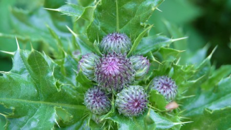 Purple Ground Covering Plant