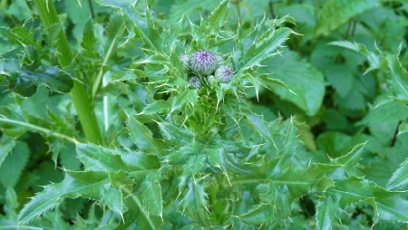 Purple Ground Covering Plant