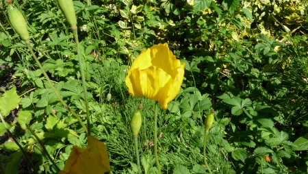 Yellow Poppy Flower