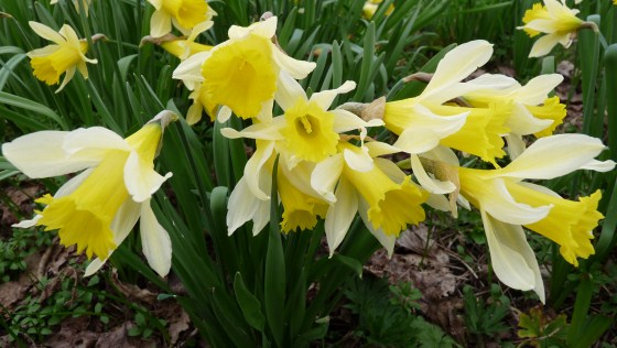 Narcissus Daffodil in Holland