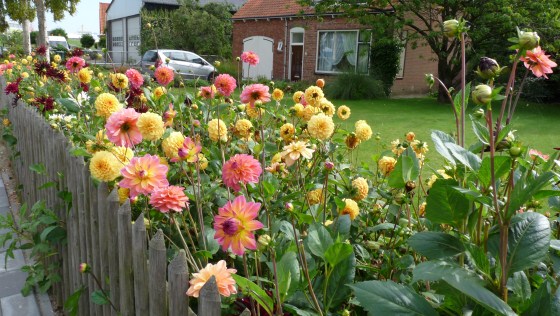 Dahlia in the Netherlands