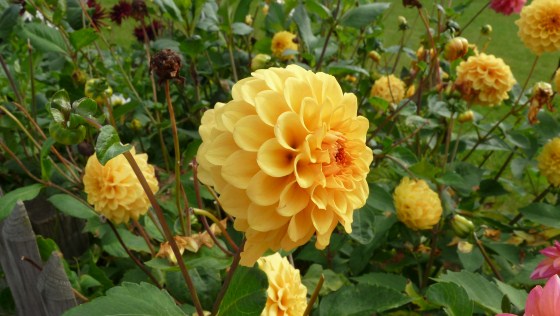 Dahlia in the Netherlands