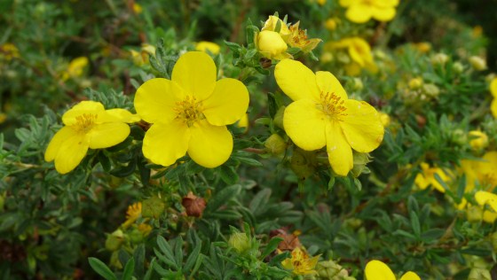 Yellow Monday