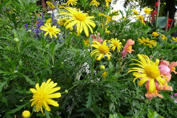 Yellow Monday September 26 2011