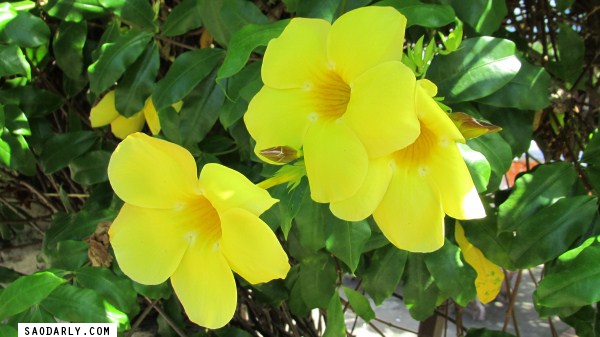 Allamanda